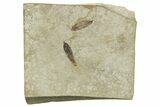 Eocene Fossil Parvileguminophyllum Leaves (Pea Family) - Utah #262398-1